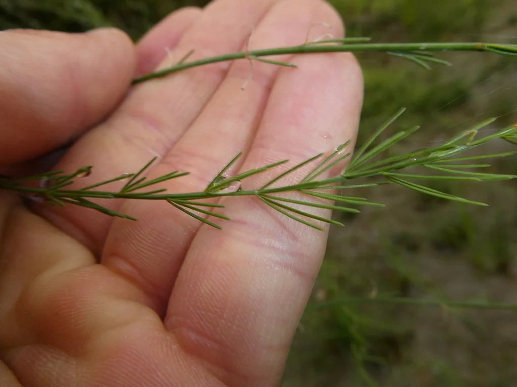 Asparagus Officinalis