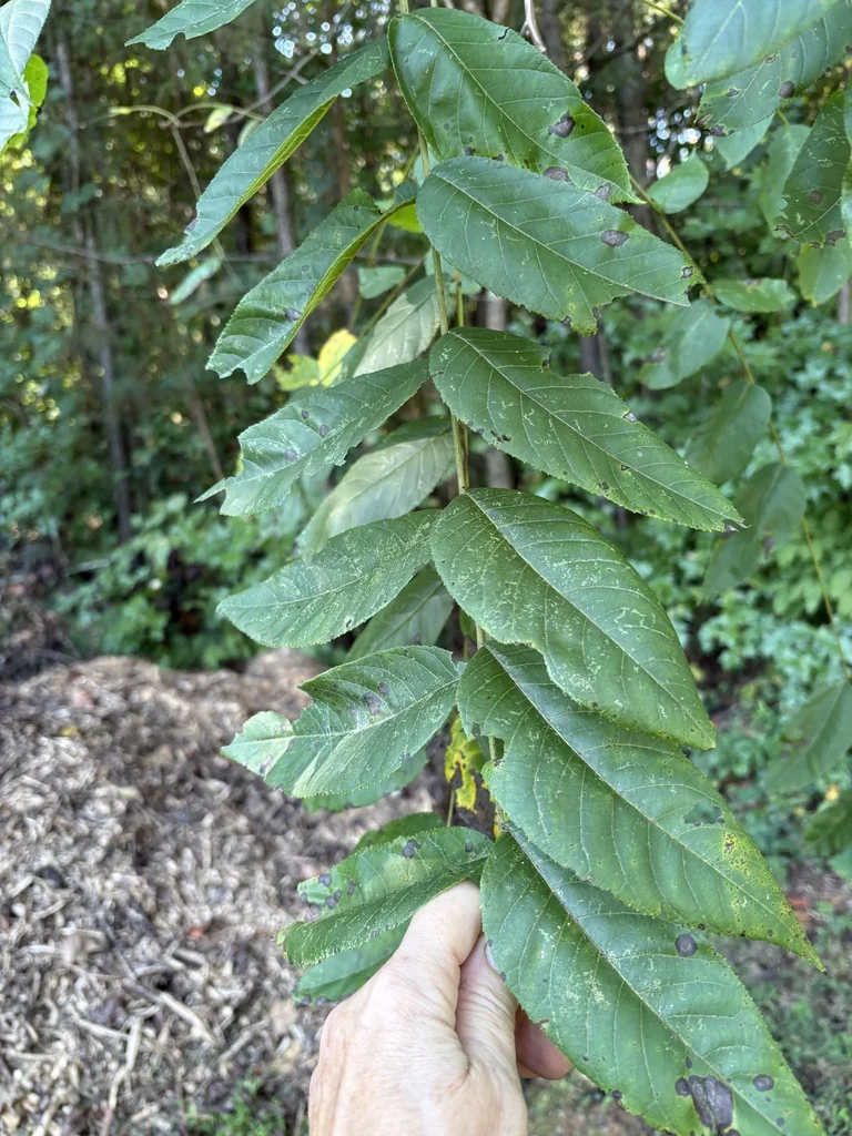 Juglans Nigra