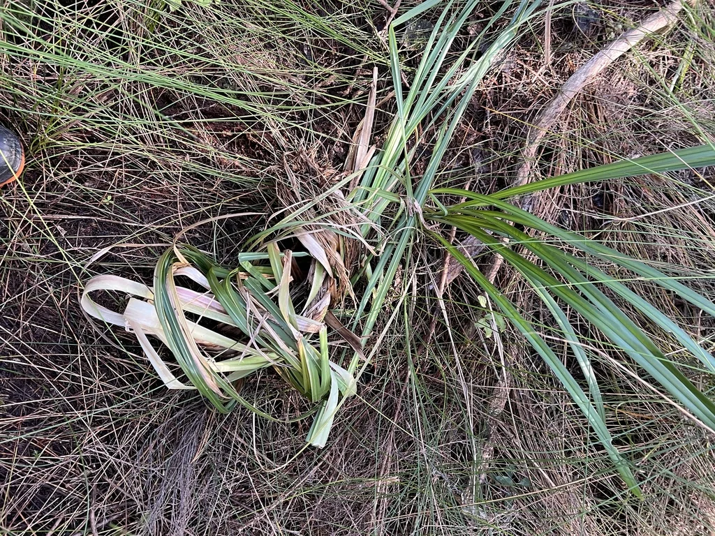 Cortaderia Selloana