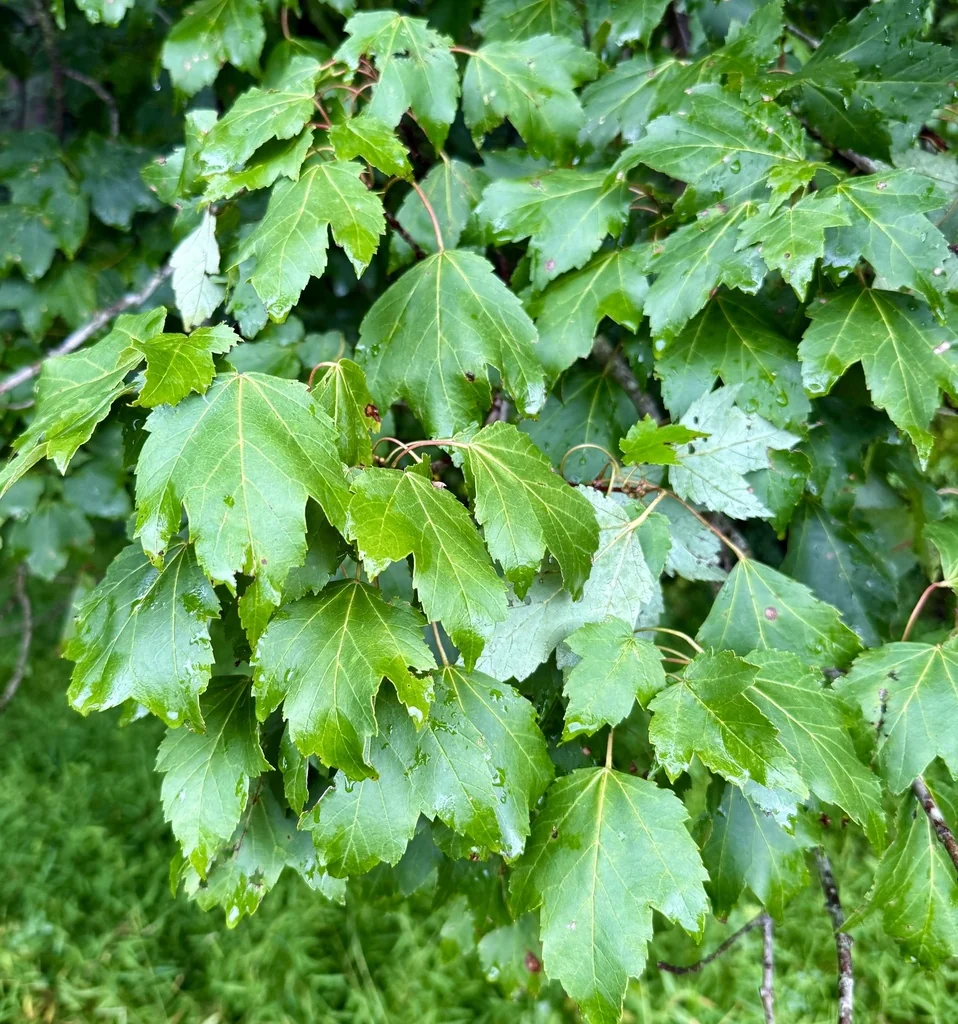 Acer Rubrum