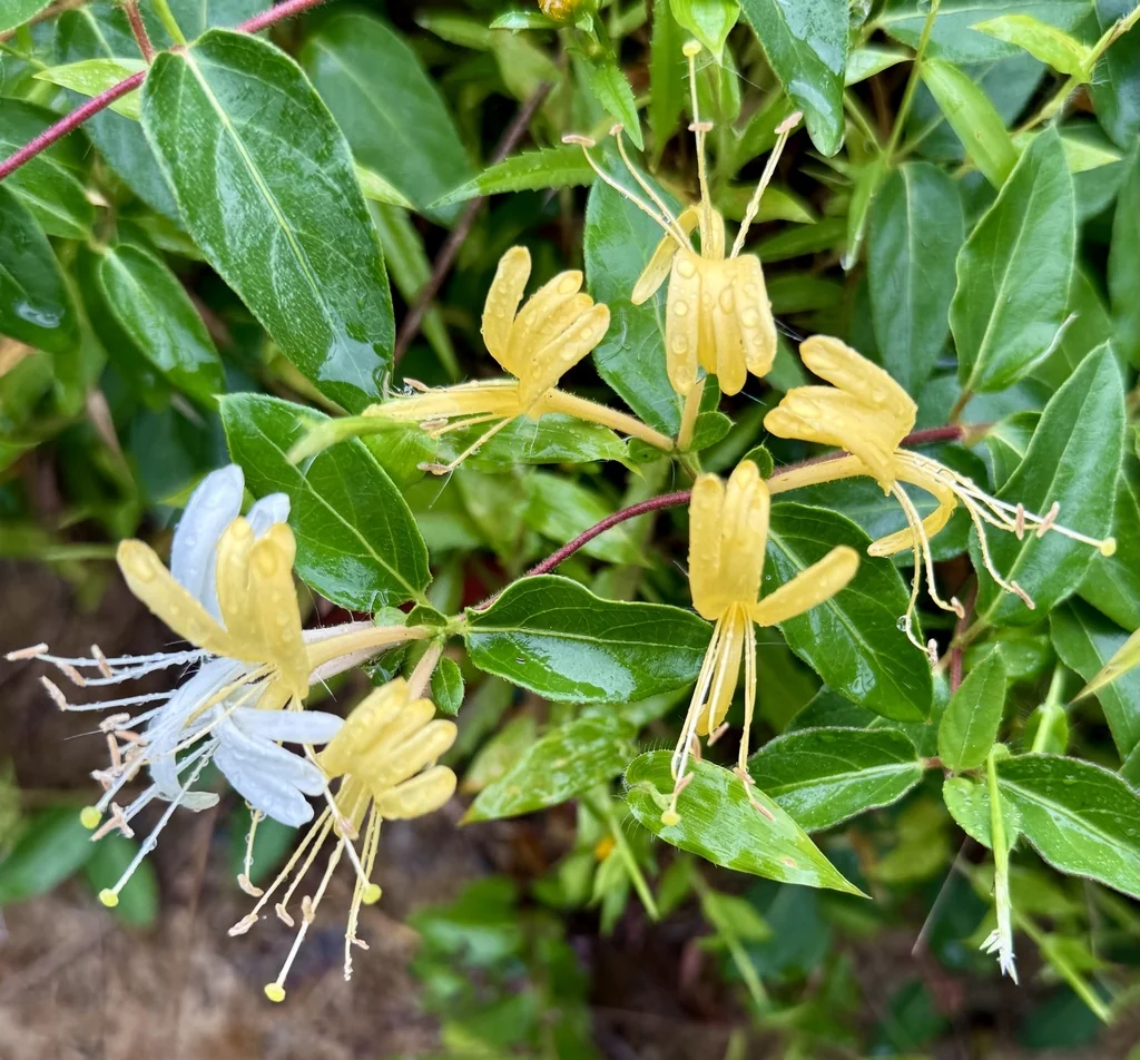 Lonicera Japonica