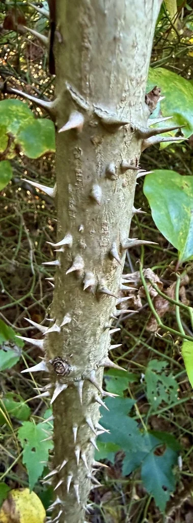 Aralia Spinosa