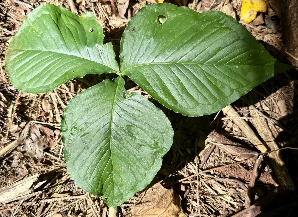 Arisaema Triphyllum