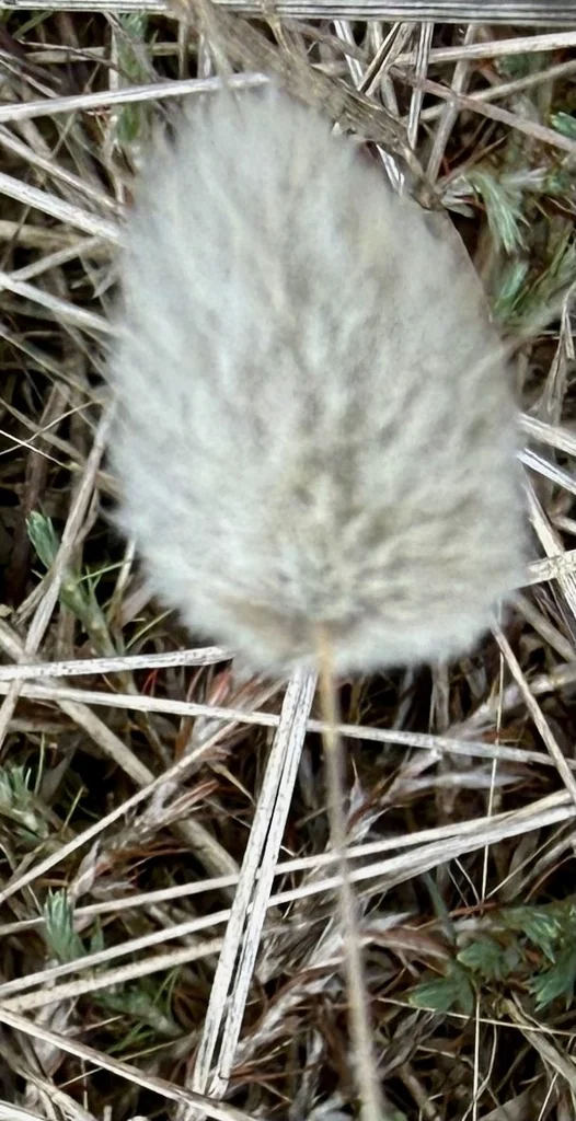 Lagurus Ovatus