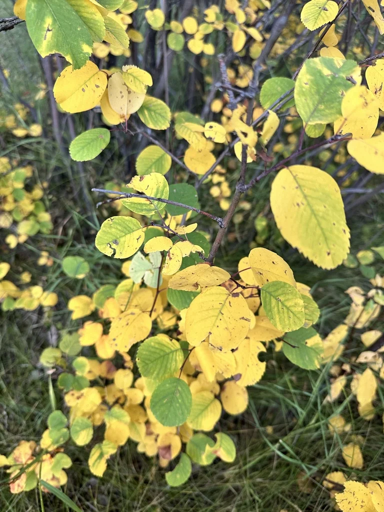 Amelanchier Alnifolia