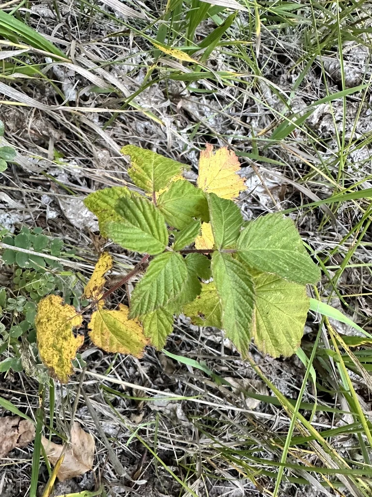 Rubus Idaeus