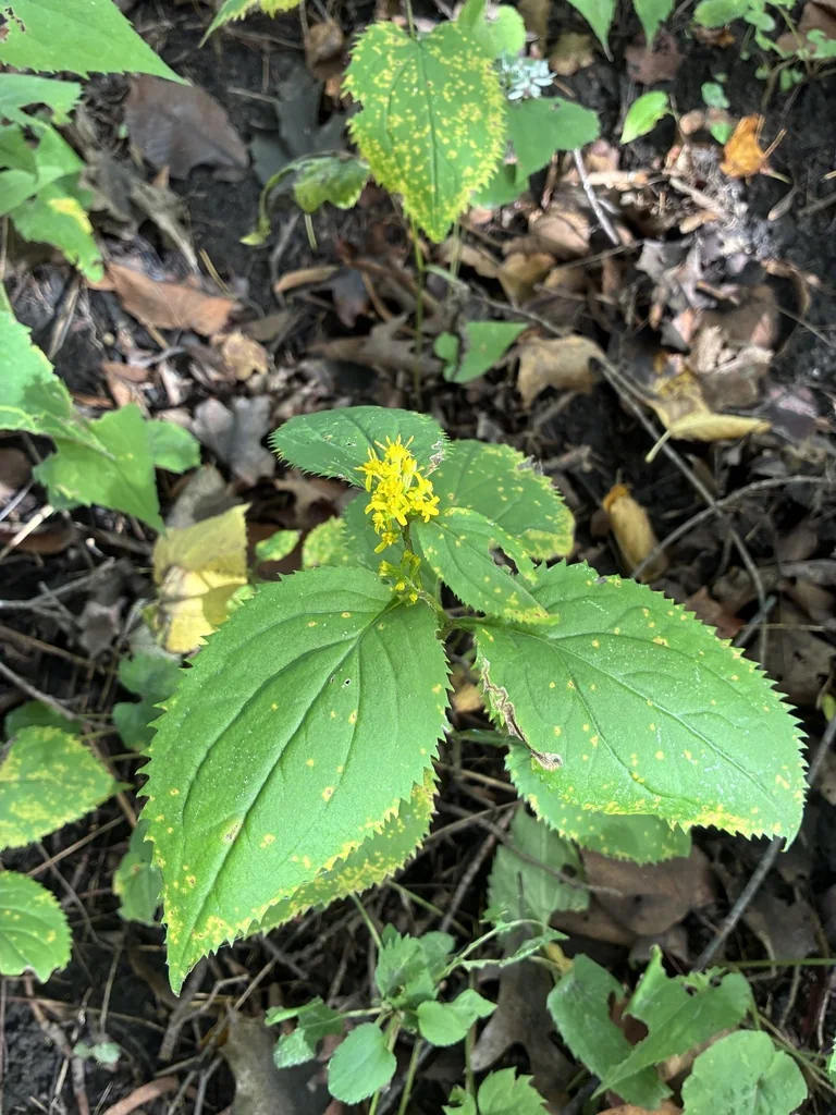 Solidago Flexicaulis
