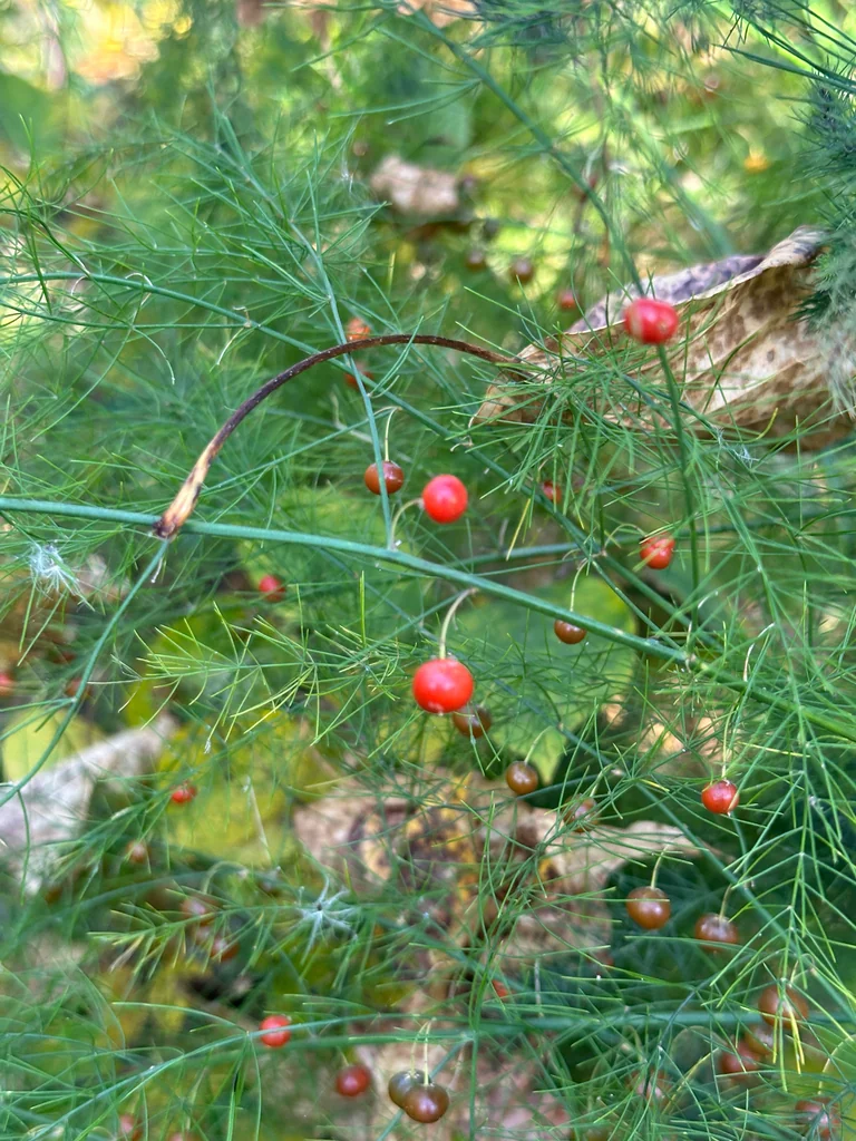 Asparagus Officinalis