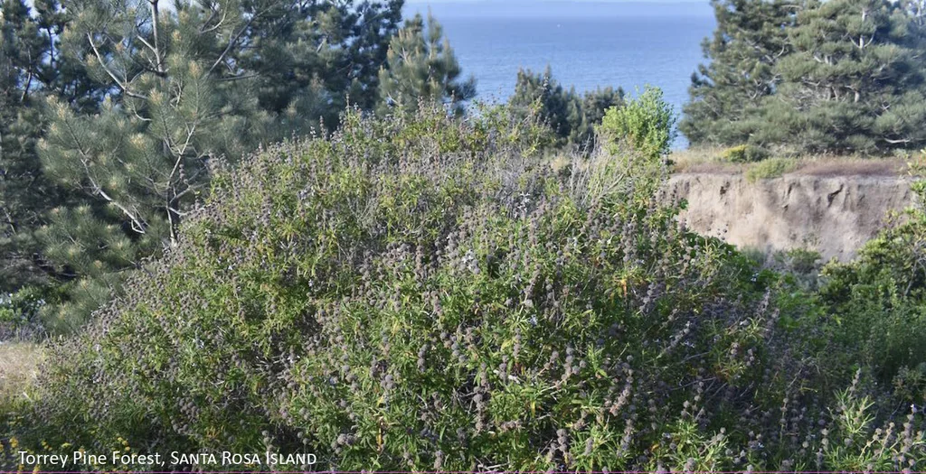 Salvia Brandegeei