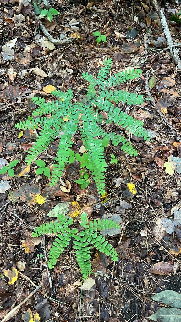 Adiantum Pedatum