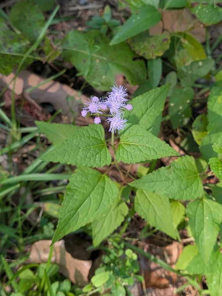 Eupatorium Coelestinum
