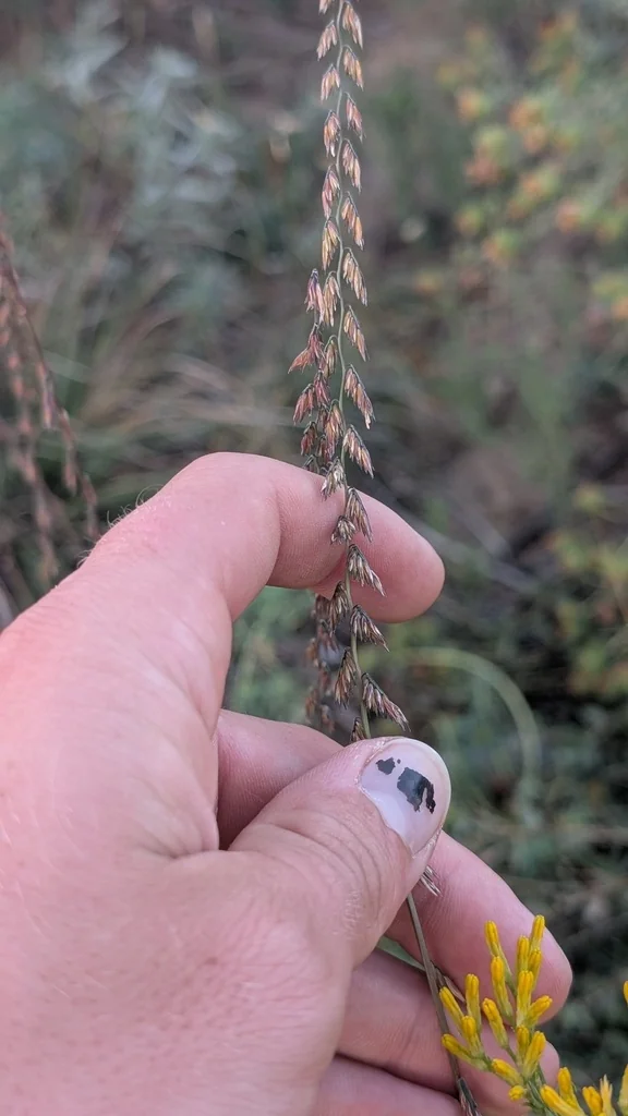 Bouteloua Curtipendula