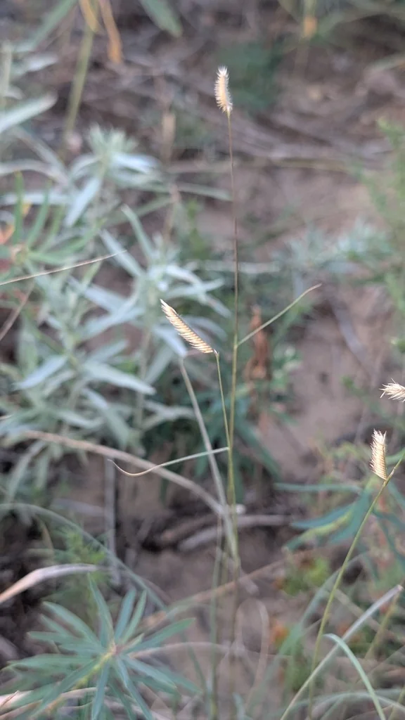 Bouteloua Gracilis