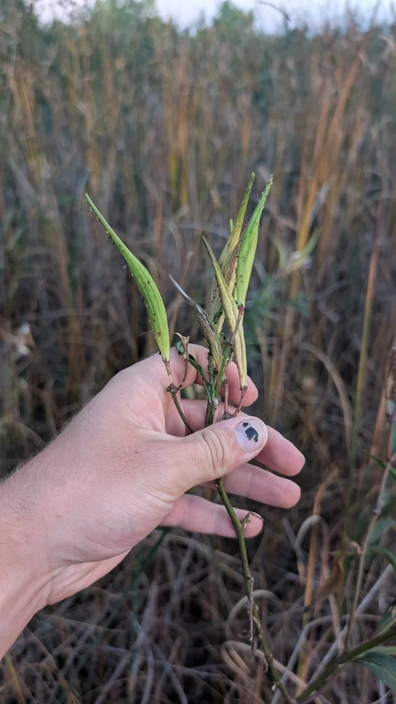 Asclepias Incarnata