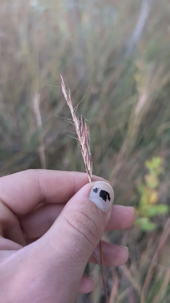 Andropogon Gerardii