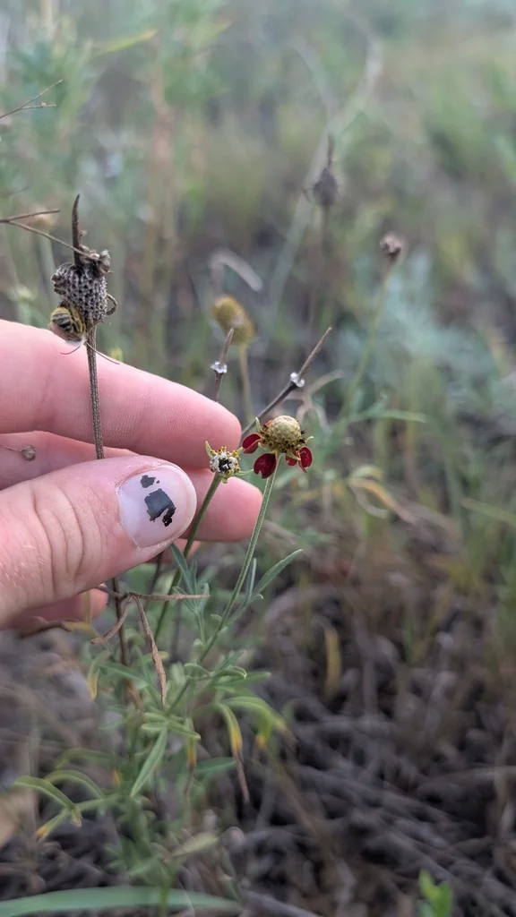 Ratibida Columnifera