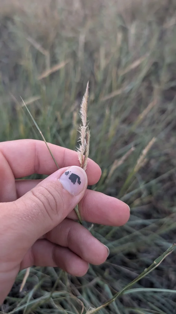 Bouteloua Gracilis