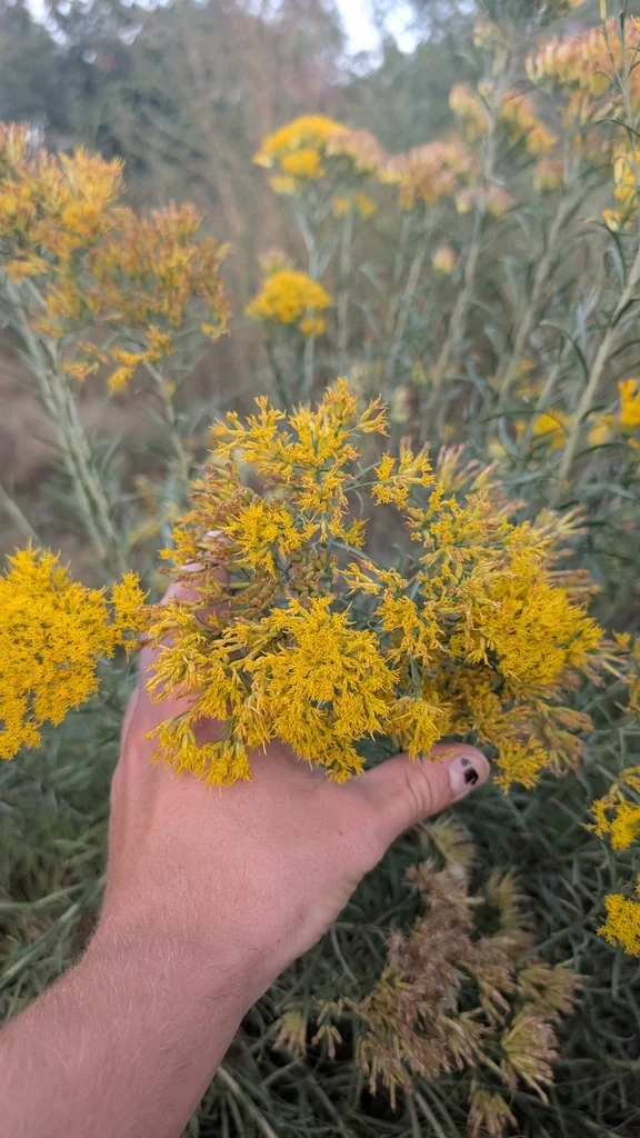 Ericameria Nauseosa