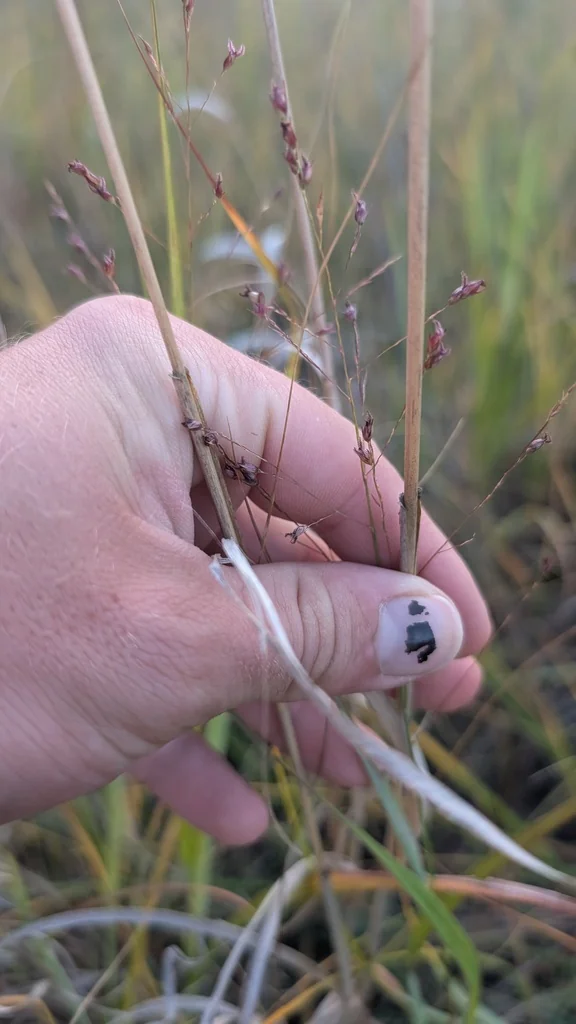 Panicum virgatum