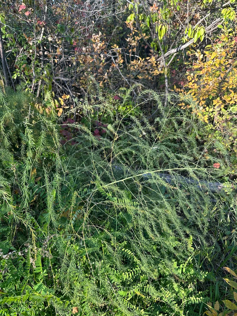 Asparagus Officinalis
