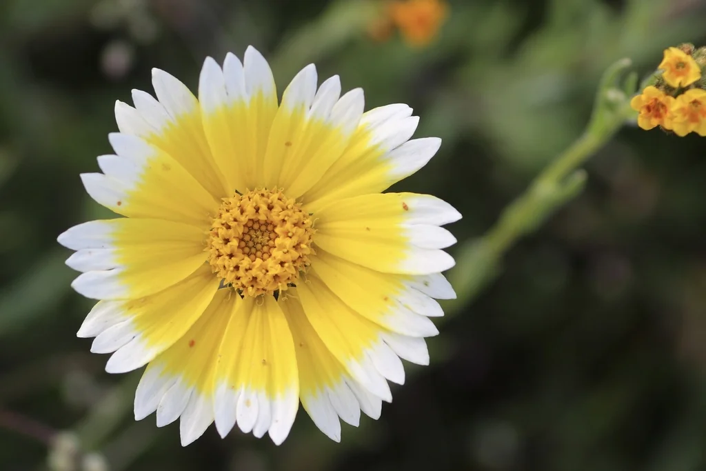 Layia Platyglossa