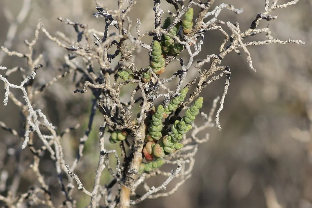 Allenrolfea Occidentalis