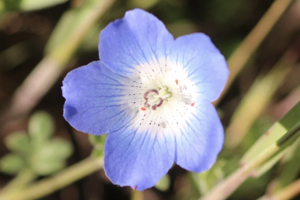 Nemophila Menziesii