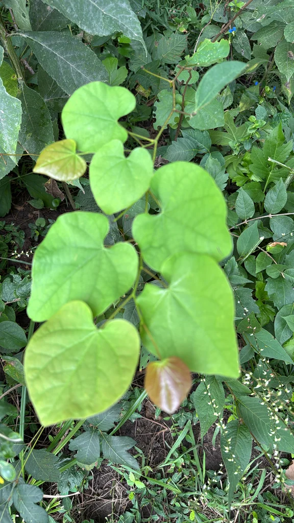 Cercis Canadensis