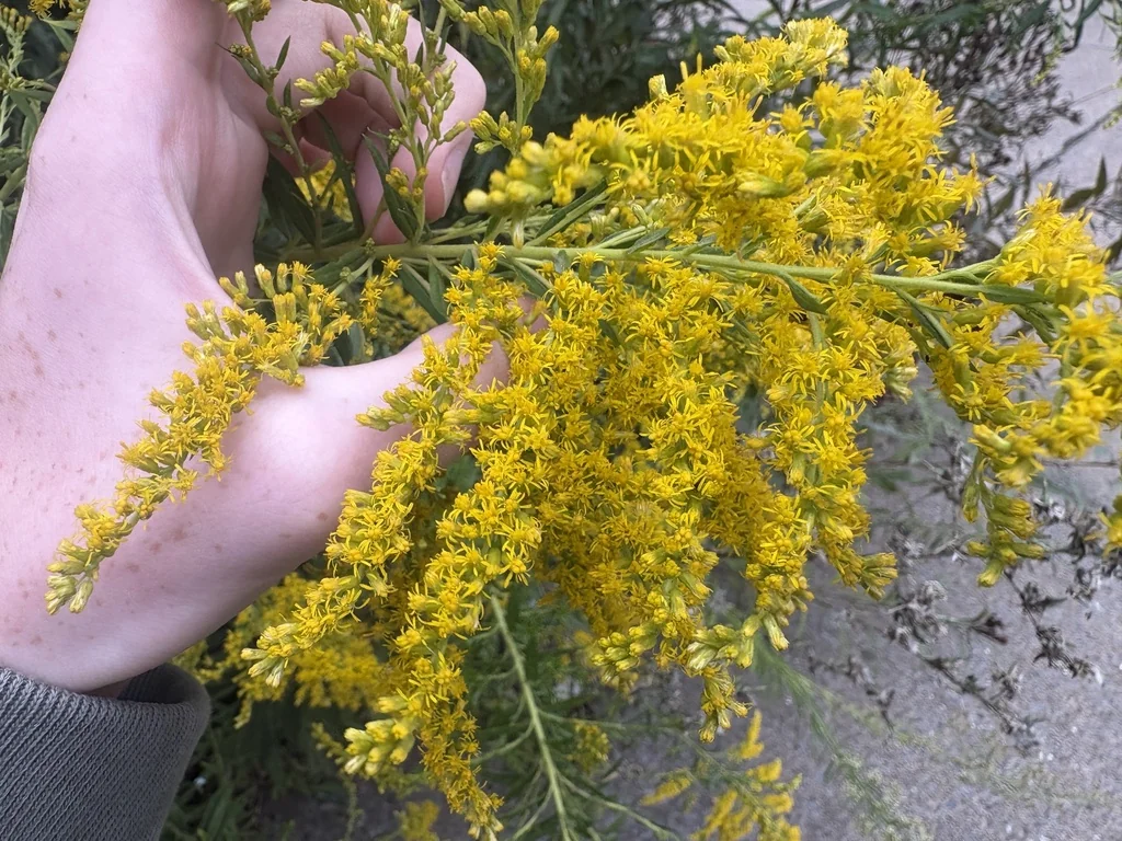 Solidago Altissima