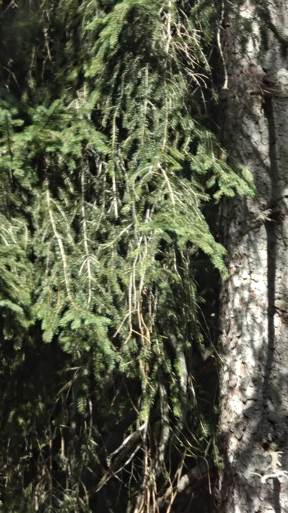 Picea Abies