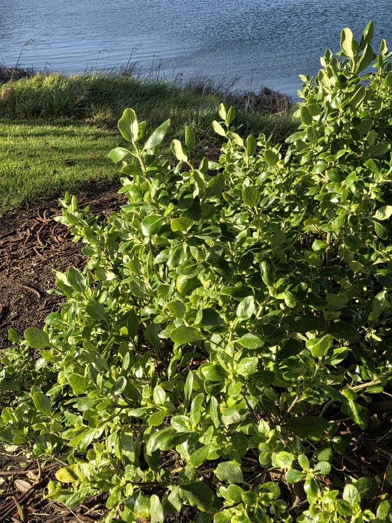 Coprosma repens
