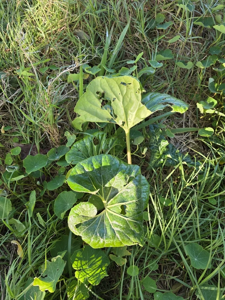 Farfugium Japonicum