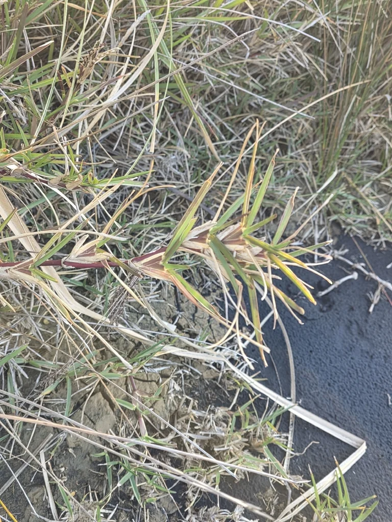 Stenotaphrum Secundatum