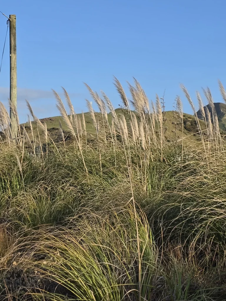 Cortaderia Selloana