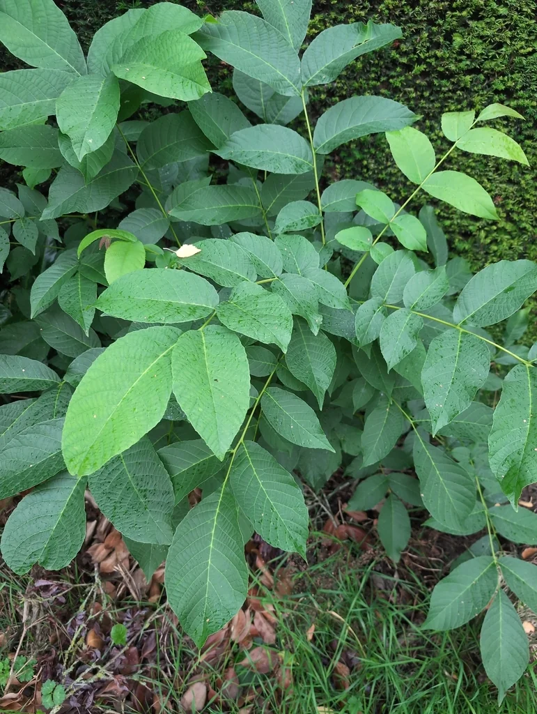Juglans Regia