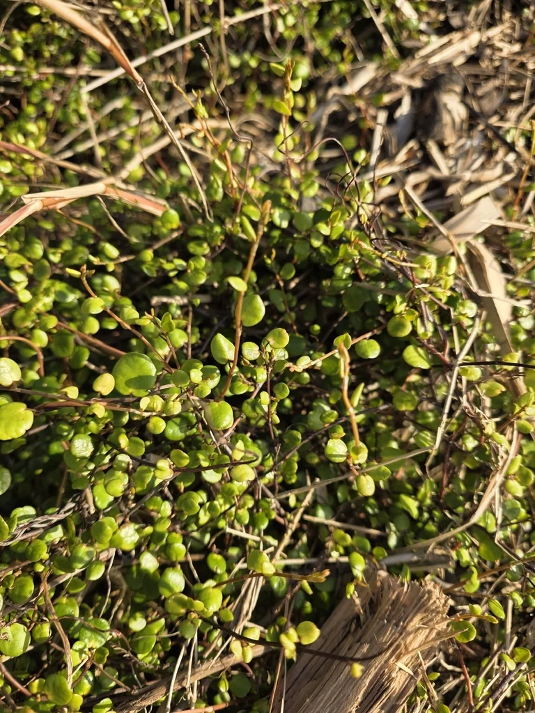 Muehlenbeckia complexa