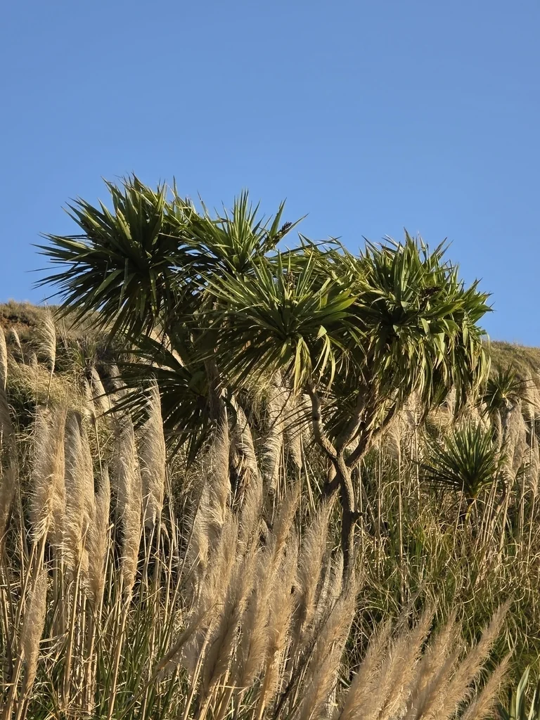 Cordyline australis