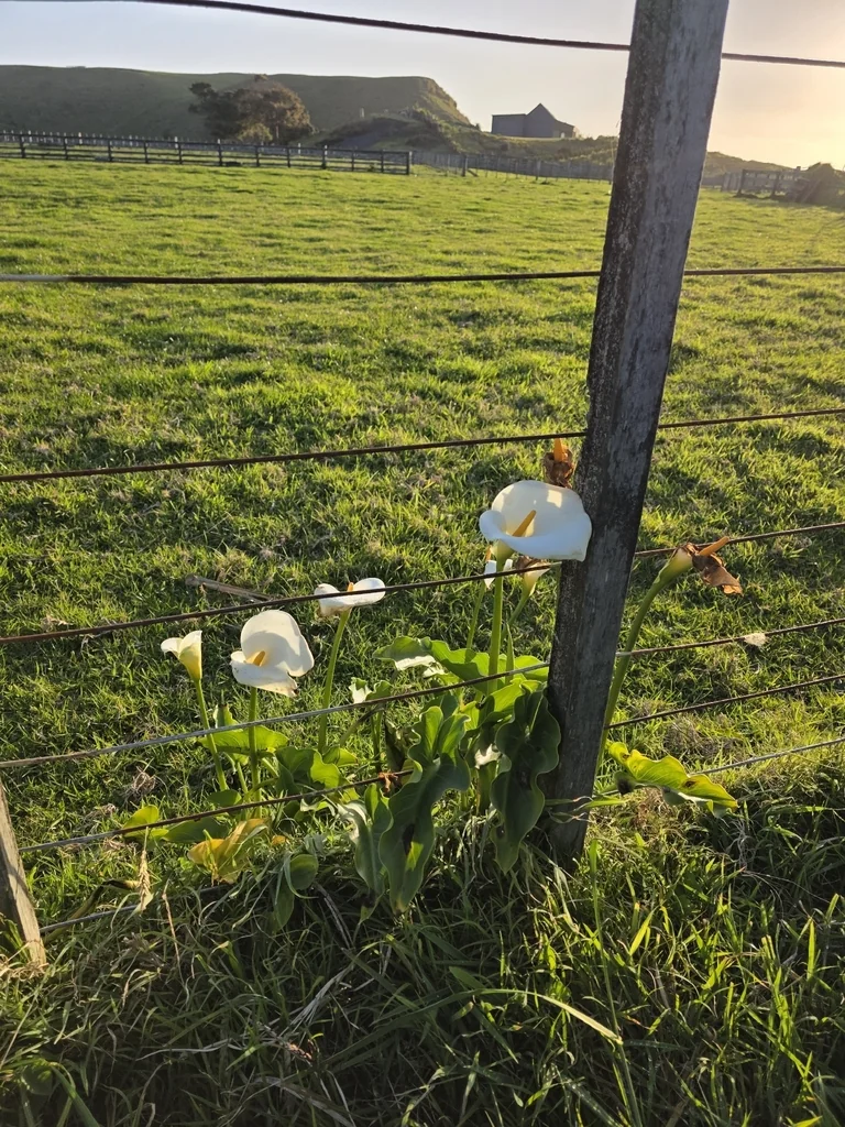 Zantedeschia Aethiopica