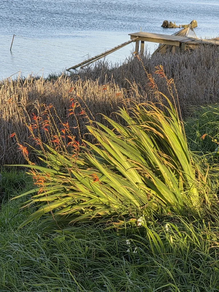 Crocosmia X Crocosmiiflora
