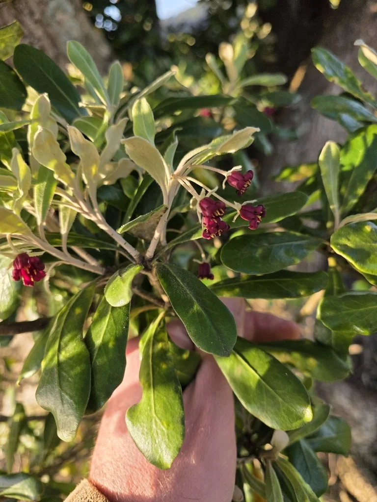 Pittosporum Crassifolium