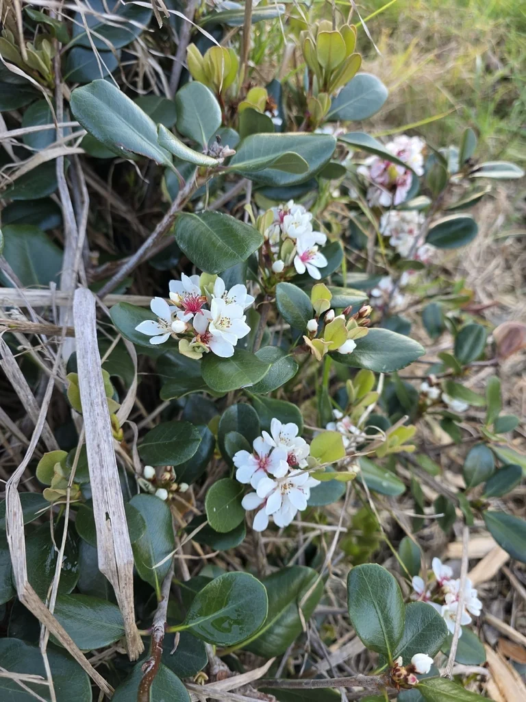 Rhaphiolepis Umbellata