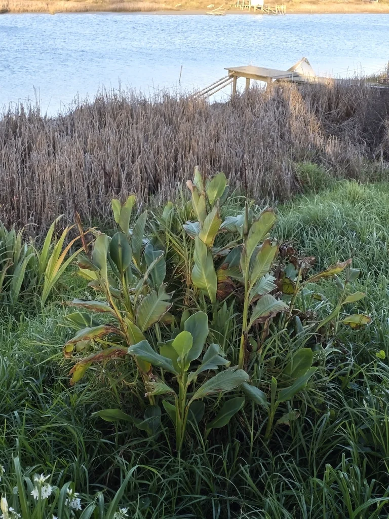 Hedychium Gardnerianum