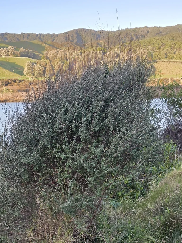 Leptospermum Scoparium