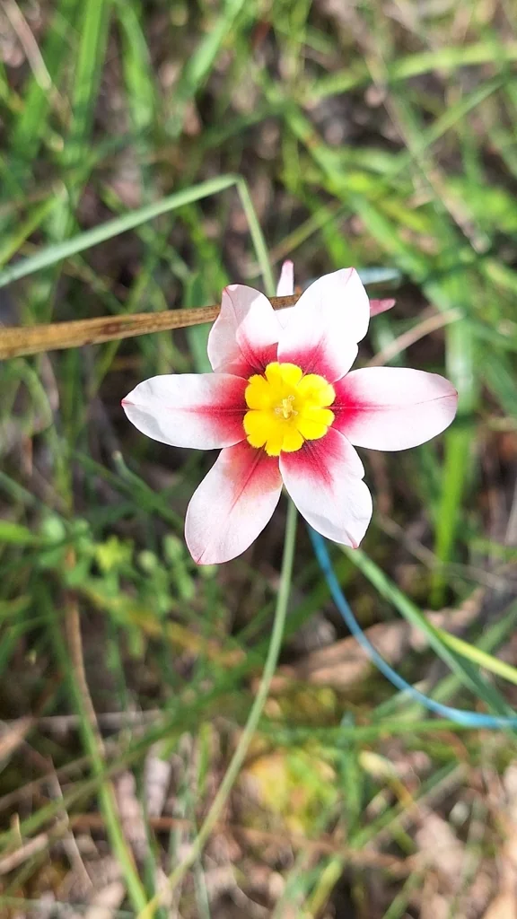 Sparaxis Tricolor