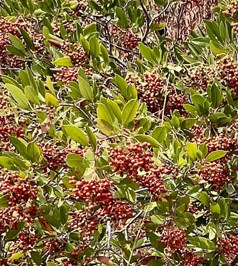 Heteromeles Arbutifolia