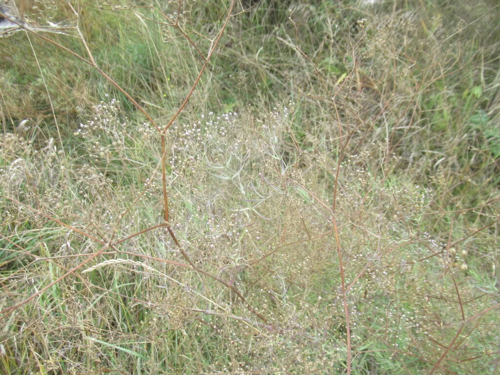 Gypsophila paniculata