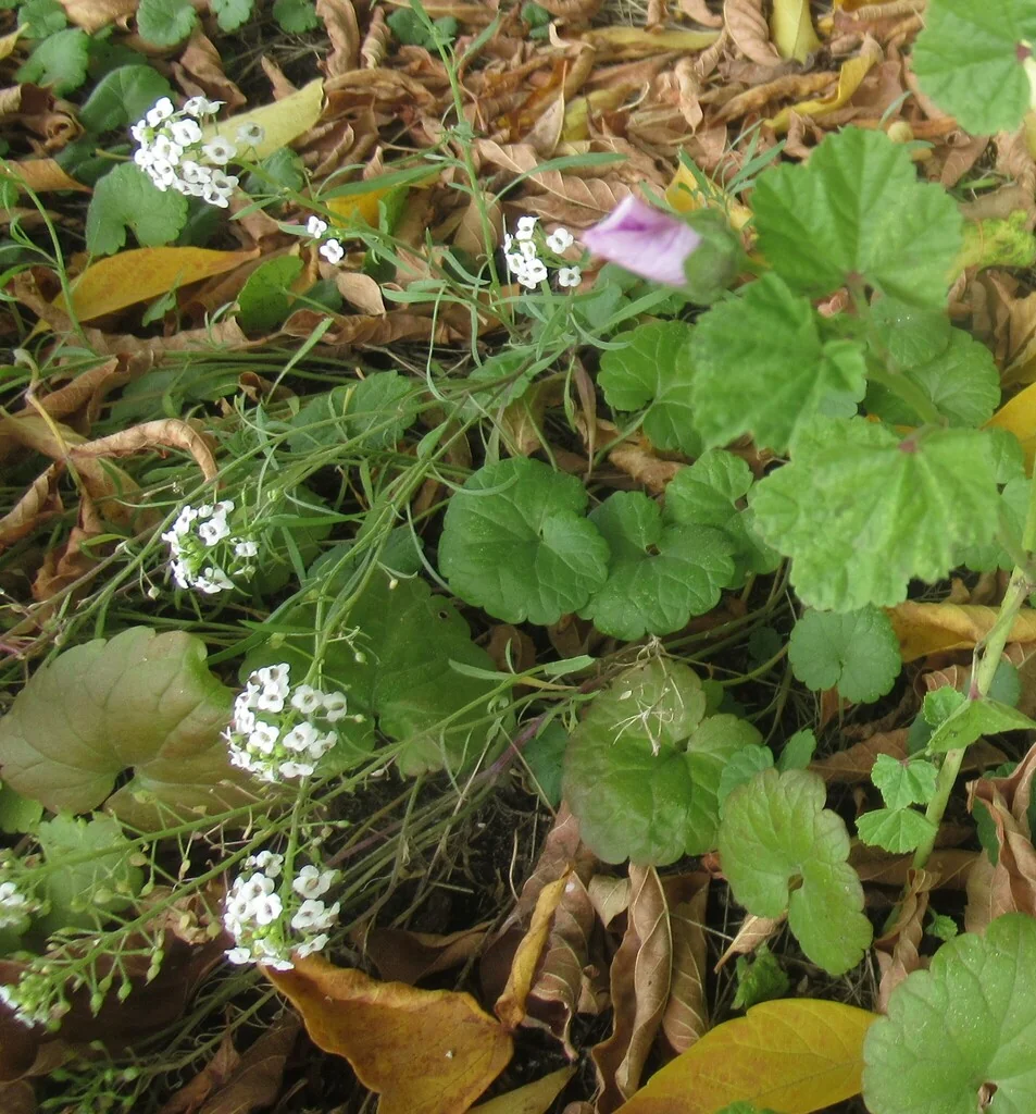 Lobularia maritima