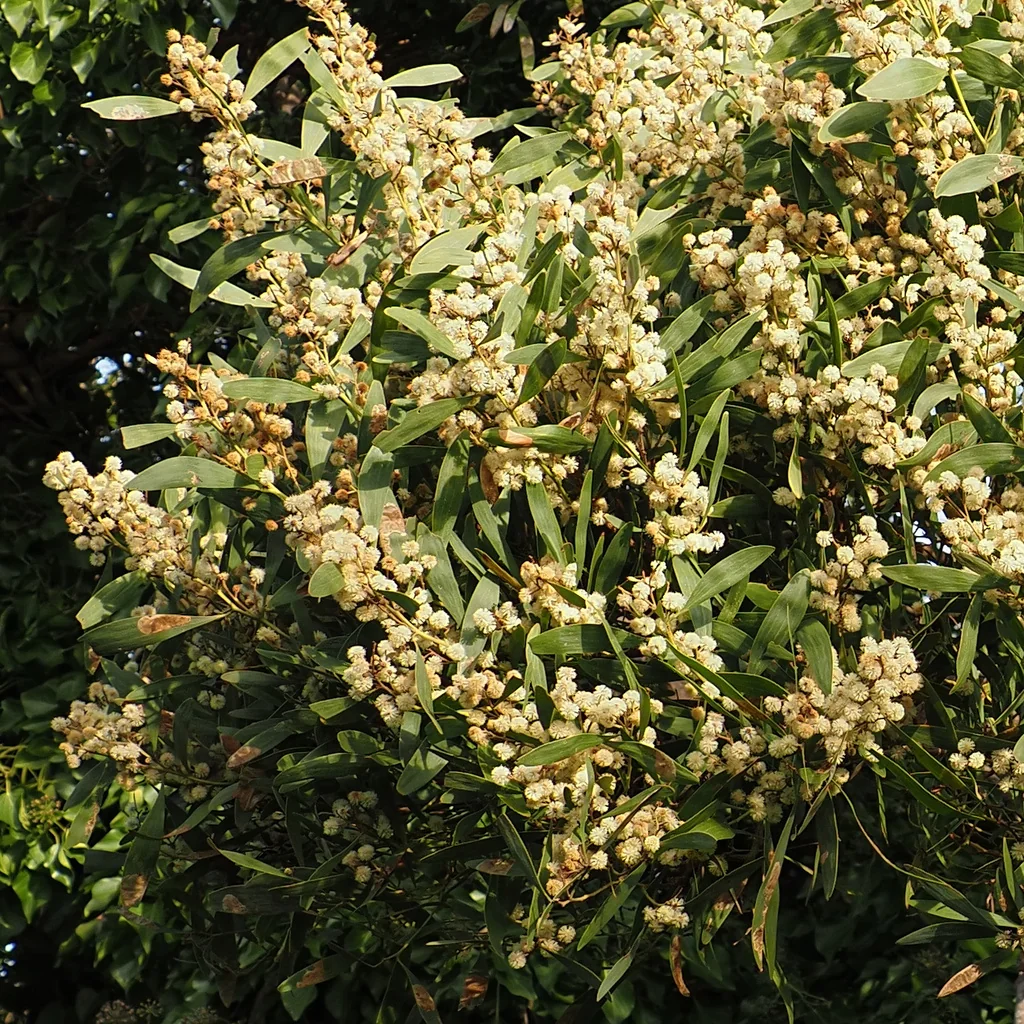 Acacia Melanoxylon