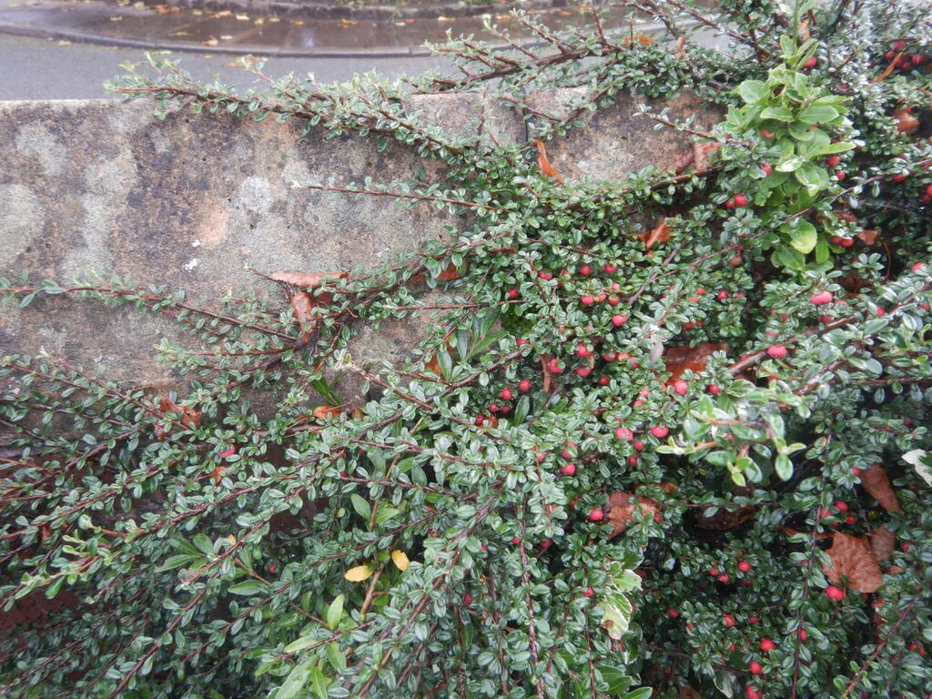 Cotoneaster Horizontalis