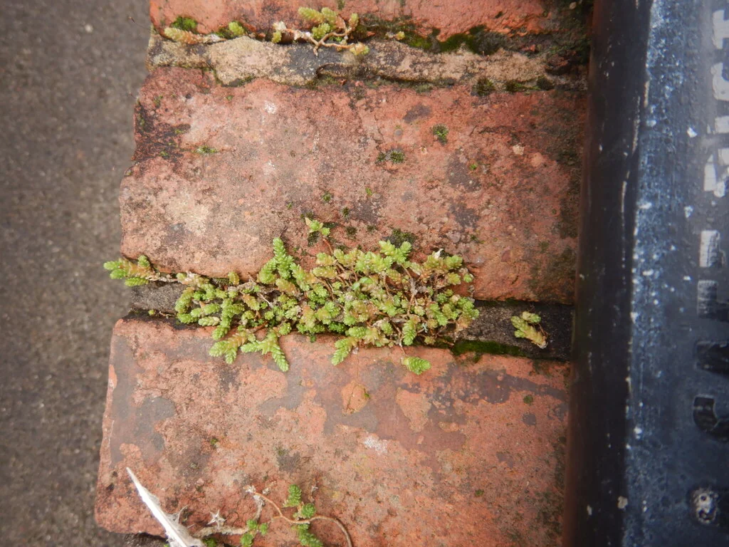 Sedum Acre